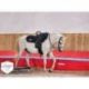 CERCLE DE VOLTIGE EQUESTRE